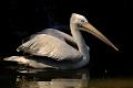 617 - PELICAN PORTRAIT - MARCHI FRANCO - italy